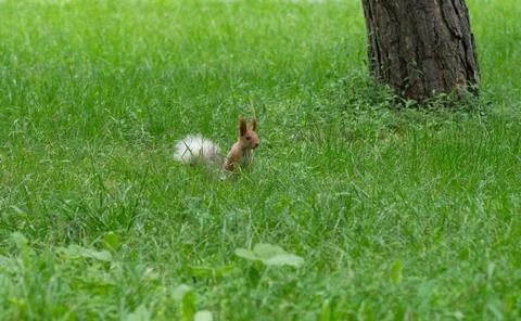 Squirrel sitting in green grass Foto stock