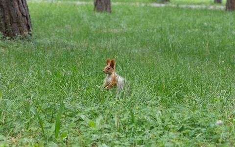 Squirrel sitting in green grass Stock Photos
