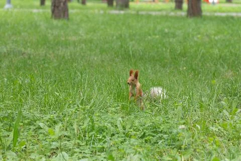 Squirrel sitting in green grass Stock Photos