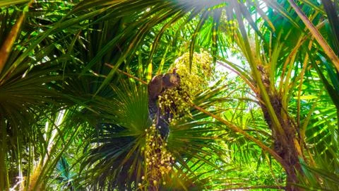 Squirrel sitting on a green palm tree and eat the white berries in the sun. M Stock Photos