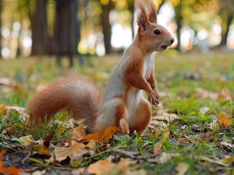 Squirrel sitting on ground among fallen leaves in park Stock Photos
