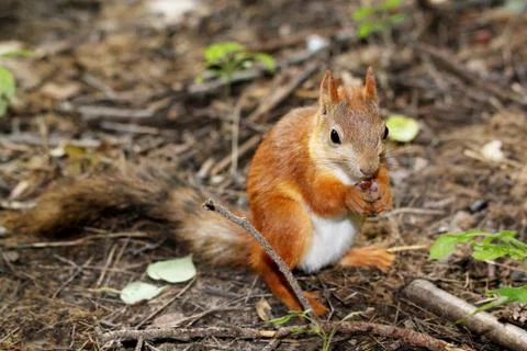 Squirrel sitting on the ground and eats a nut Stock Photos