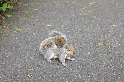 Squirrel sitting on the ground and looking around Stock Photos