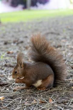 A squirrel is sitting on the ground, eating something Stock Photos