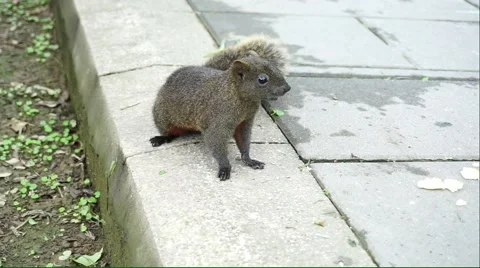 Squirrel sitting on the ground Stock Footage 54765341