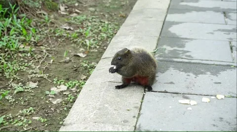 Squirrel sitting on the ground Stock Footage 54766388
