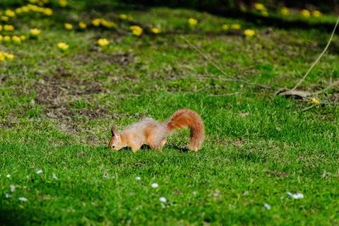 A squirrel is sitting on the ground in a grassy area. Stock Photos