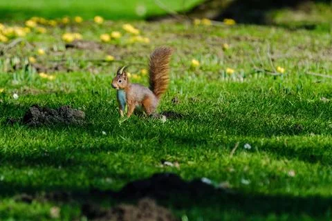 A squirrel is sitting on the ground in a grassy area. Fotos de archivo