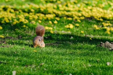A squirrel is sitting on the ground in a grassy area. Stock Photos