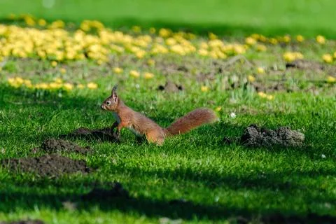 A squirrel is sitting on the ground in a grassy area. Stock Photos