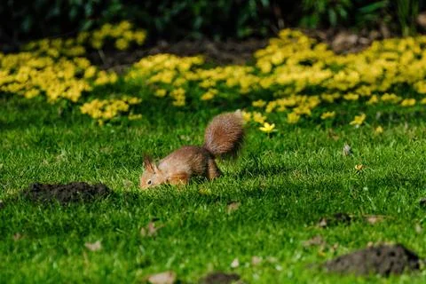 A squirrel is sitting on the ground in a grassy area. Stock Photos
