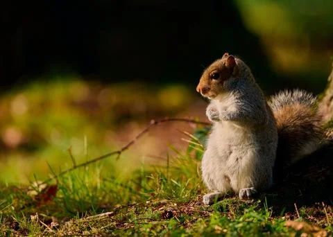 Squirrel sitting on the ground next to a tree Stock Photos
