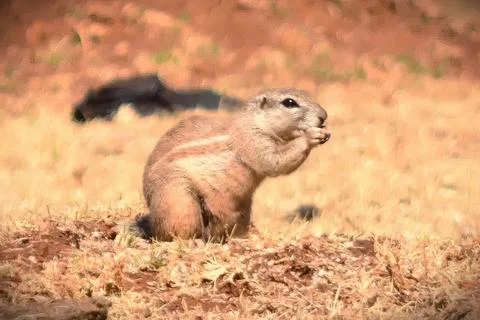Squirrel sitting on the ground with a nut in a natural setting Stockfoto's