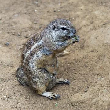 Squirrel sitting on ground Stock Photos