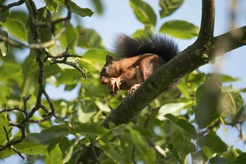 Squirrel sitting high in a tree eating a nut Stock Photos