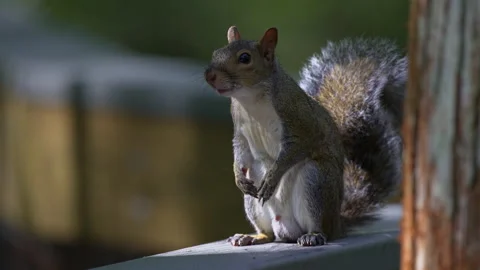 SQUIRREL SITTING UP LOOKING AT CAMERA Stock Footage 230048735