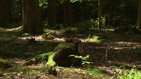 Squirrel sitting on a moss covered tree stump in a spruce forest Stock Footage 324796908