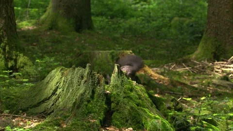 Squirrel sitting on a moss covered tree stump Stock Footage 324796971