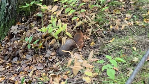 A squirrel sitting next to a pile of leaves on the ground Stock Footage 346185157