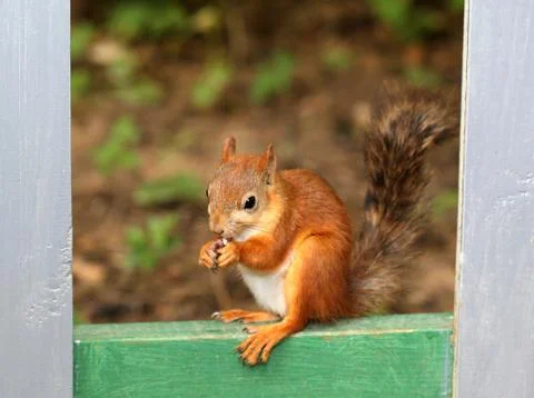 Squirrel sitting with nuts Stock Photos