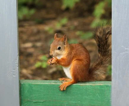 Squirrel sitting with nuts Stock Photos