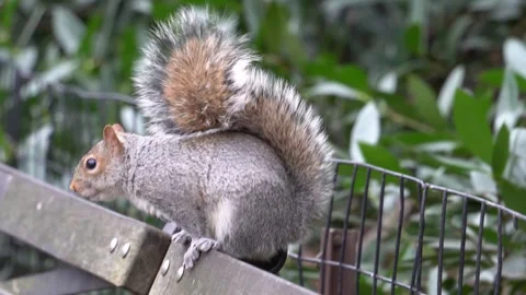 Squirrel sitting on a park bench Video stock 265527361