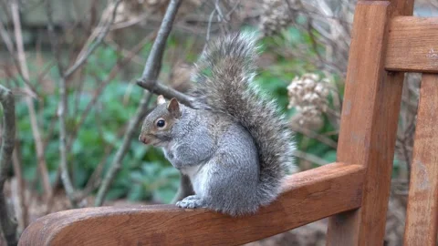 Squirrel sitting on park bench Stock Footage 265527370