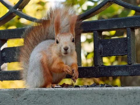 Squirrel sitting on a park bench with leaves in the background Stock Photos