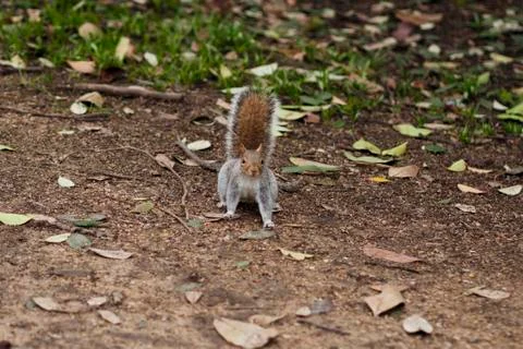Squirrel sitting on a path staring in to camera Stock Photos