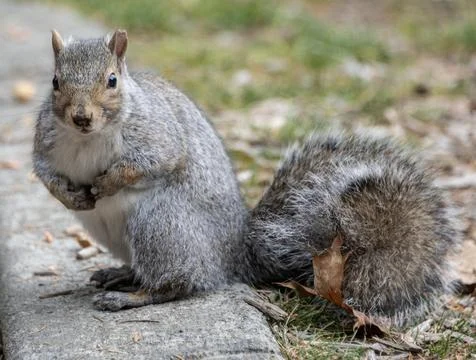 Squirrel sitting on pathway surrounded by grass during early spring afternoon Fotos de archivo