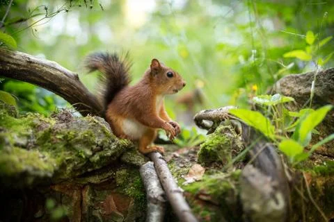 Squirrel sitting Stock Photos