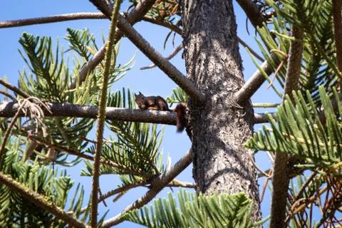 Squirrel sitting on pine tree branch Foto stock