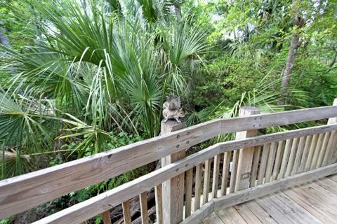 A squirrel sitting on a post of a boardwalk Stock Photos