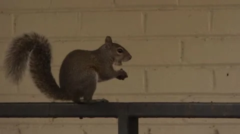 Squirrel sitting on rail eating a nut Video stock 45529802
