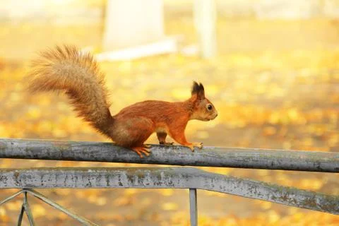 The squirrel is sitting on the railing. Sciurus. Rodent. Beautiful red squirr Stock Photos