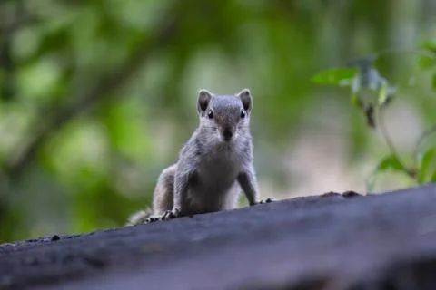 Squirrel sitting on the rock and looking Curiously and Paused Stock Photos