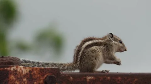 Squirrel Sitting on Rusty Metal Stock Footage 318617431