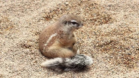Squirrel sitting on sandy ground, adjusting its posture while looking around Stock Footage 343388002