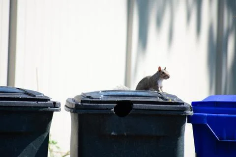A Squirrel Sitting Still on Top of a Trash Can Stock Photos
