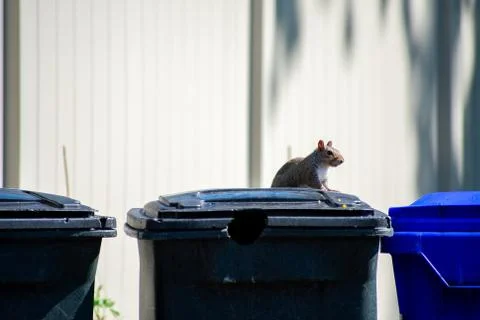 A Squirrel Sitting Still on Top of a Trash Can Stock Photos