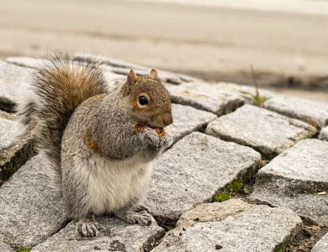 A squirrel is sitting on a stone path, eating a nut. The scene captures a mom Stock Photos