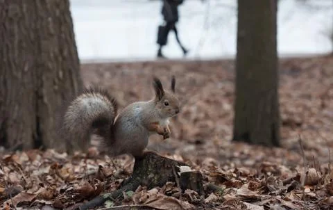Squirrel sitting on a stump closeup Stock Photos