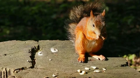 Squirrel sitting on a stump Stock Footage 11446817