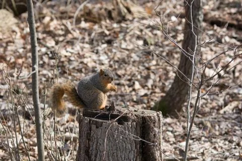 Squirrel sitting on a stump Stock Photos