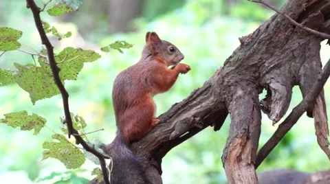 Squirrel sitting on the tree and chewing nuts Stock Footage 66556545