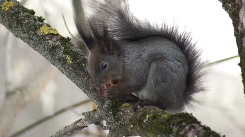 Squirrel sitting on the tree and eating a nut Video stock 22680122