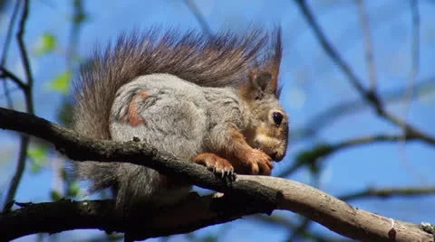 Squirrel sitting on the tree and eating a nut Stock Footage 23205308