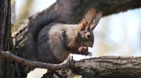 Squirrel sitting on the tree and eating a nut Stock Footage 23236875