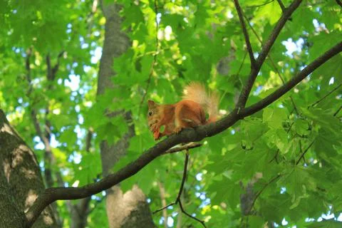Squirrel sitting on a tree and eating a carrot on public city park at summer Stock Photos
