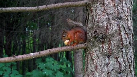 A squirrel is sitting in a tree and gnawing on a nut. Stock Footage 201148675